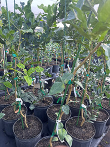 Organic Kaffir Lime Tree Grafted | Live Citrus Plant | Fresh Leaves for Thai Cooking