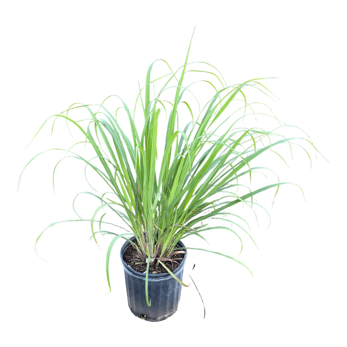 Lemongrass Plant in 3 Gallon Container