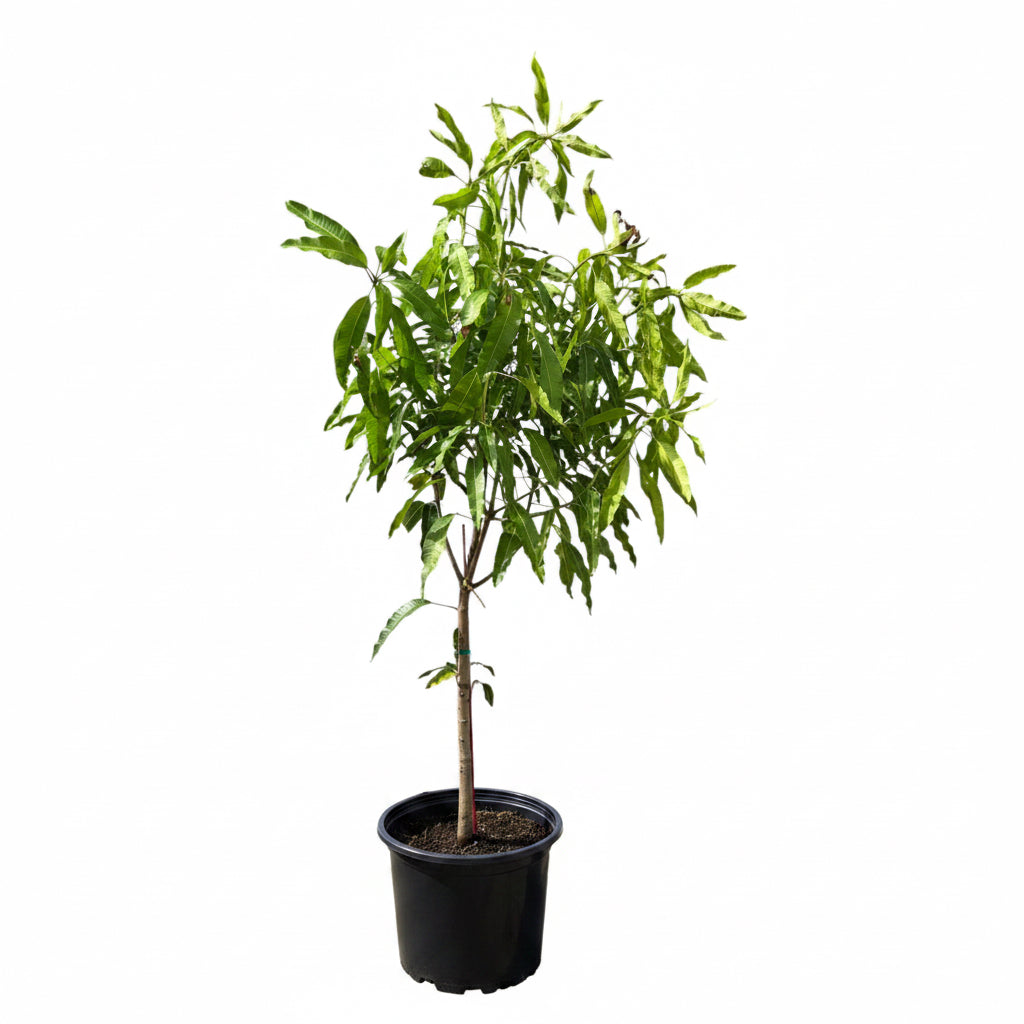 Cat Chu Mango Tree, Grafted