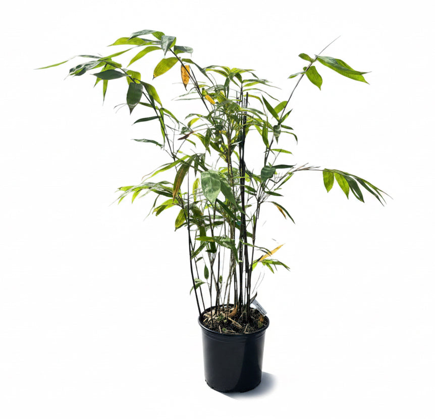 Ever Bamboo Tree - Sustainable, Eco-Friendly Bamboo for Landscaping