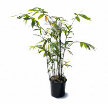 Ever Bamboo Tree - Sustainable, Eco-Friendly Bamboo for Landscaping