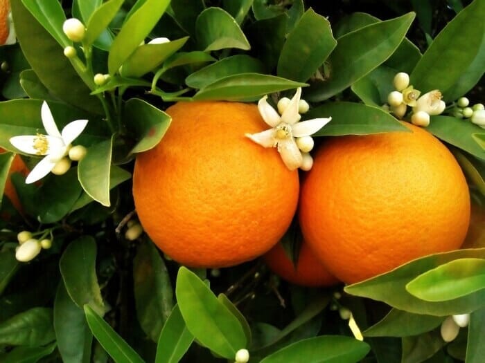 Washington Navel Dwarf Orange Tree Grafted 123-Holmberg Farms, Inc. 