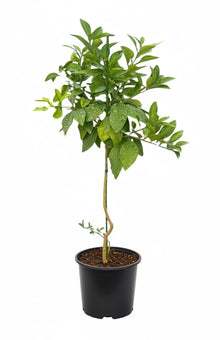 Star Ruby Grapefruit Tree Grafted - Dwarf Citrus for Home Gardens