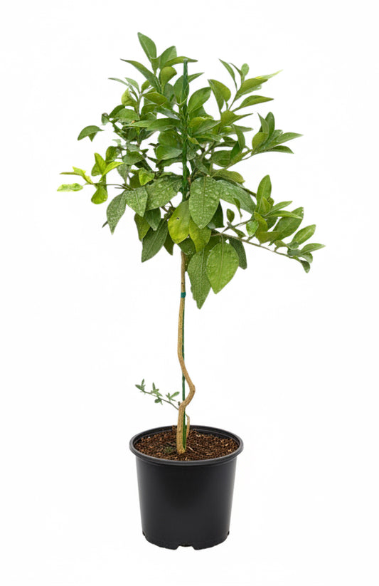 Star Ruby Grapefruit Tree Grafted - Dwarf Citrus for Home Gardens