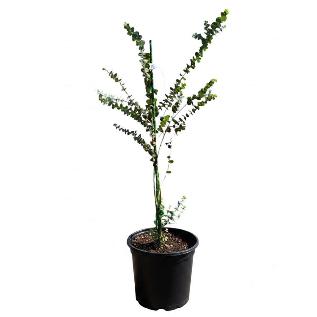 Silver Dollar Eucalyptus Tree - Eucalyptus cinerea - Fast Growing Evergreen with Fragrant Leaves