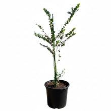 Silver Dollar Eucalyptus Tree - Eucalyptus cinerea - Fast Growing Evergreen with Fragrant Leaves