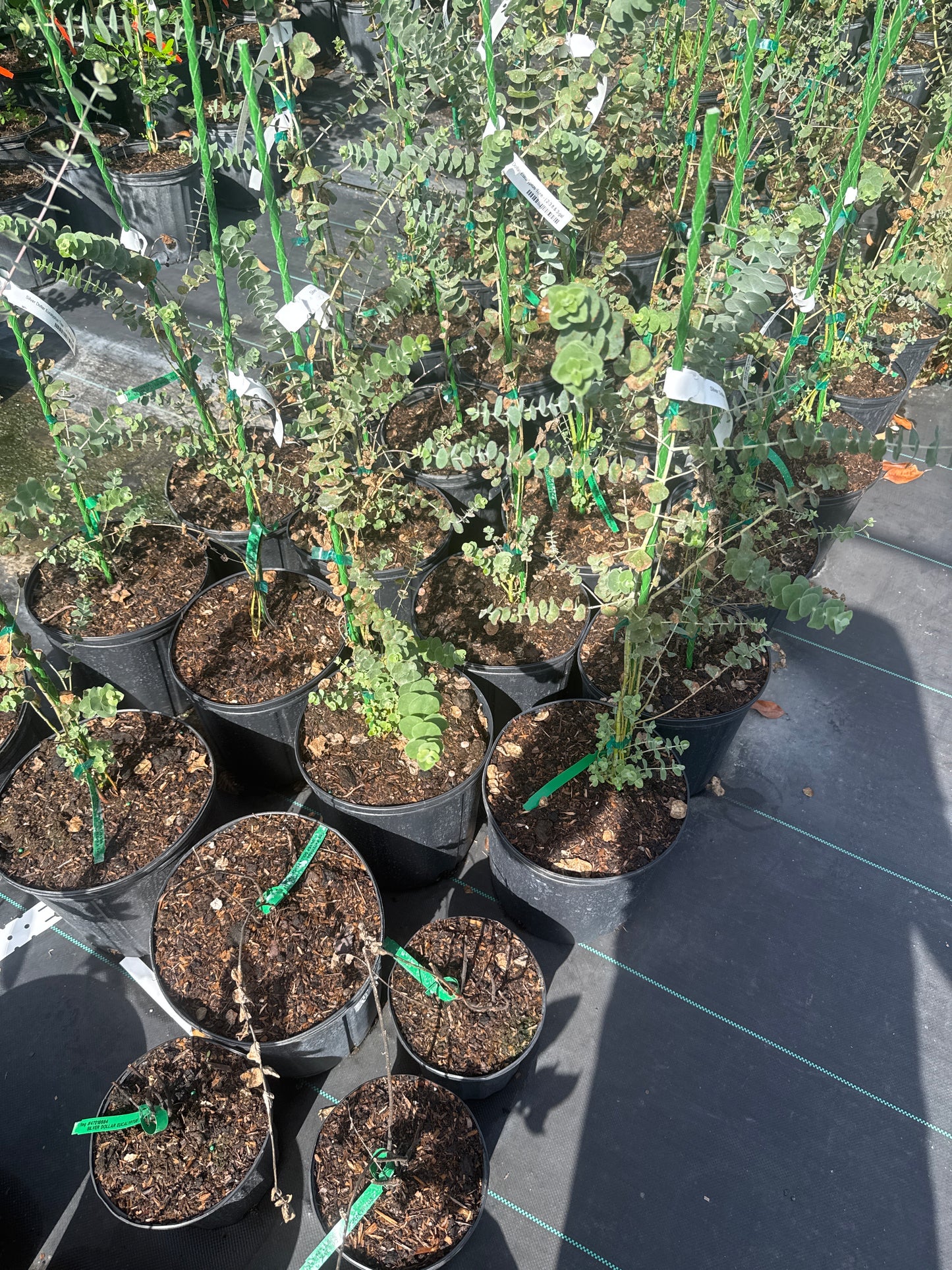 Silver Dollar Eucalyptus Tree - Eucalyptus cinerea - Fast Growing Evergreen with Fragrant Leaves