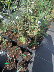Silver Dollar Eucalyptus Tree - Eucalyptus cinerea - Fast Growing Evergreen with Fragrant Leaves