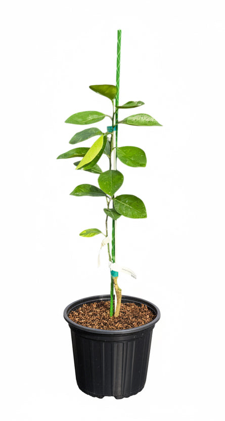 Washington Navel Dwarf Orange Tree Grafted