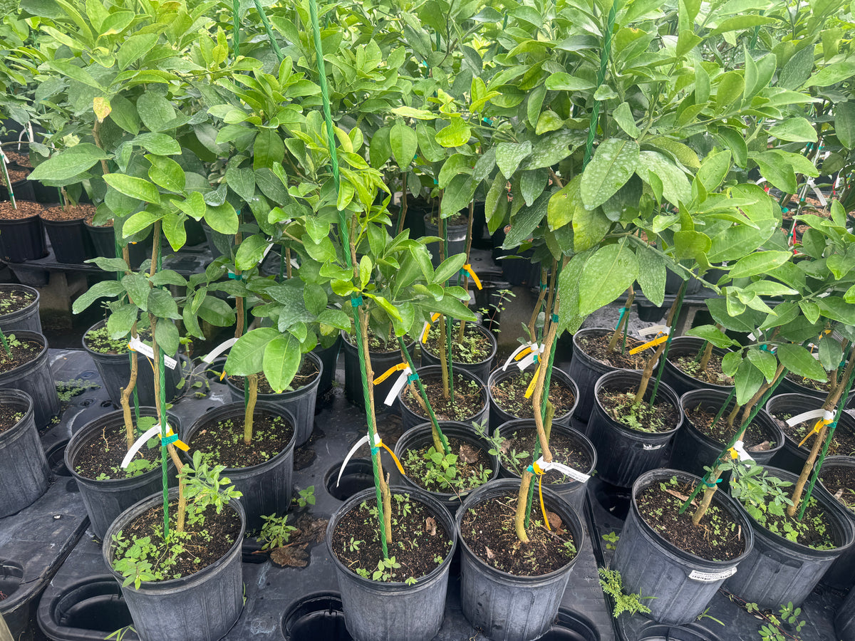 Star Ruby Grapefruit Tree Grafted - Dwarf Citrus for Home Gardens