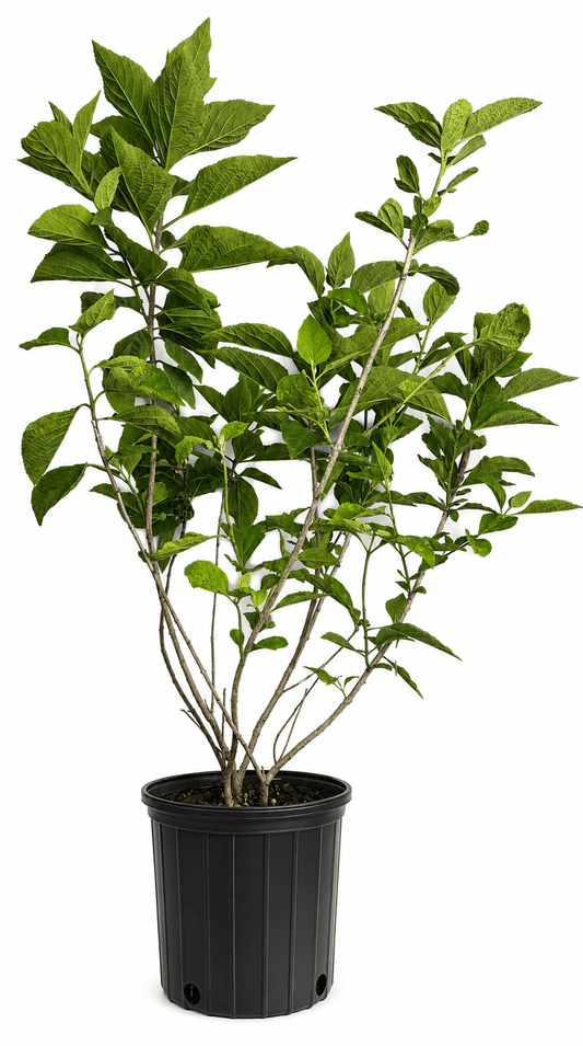 Beautyberry Everglades Farm 2-3 feet & 3-gal 