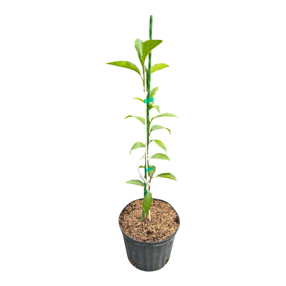 Nules Clementine Grafted Tree – Live Citrus Tree
