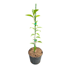 Nules Clementine Grafted Tree – Live Citrus Tree
