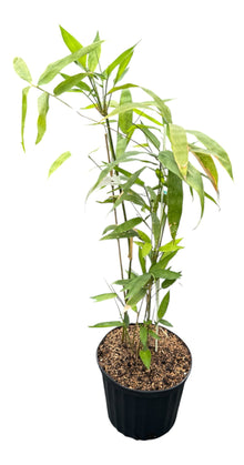 Asper Bamboo Plant for Sale - Edible Shoots & Sustainable Building Material