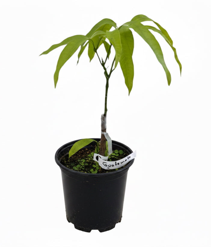 Guatemalan Mango