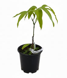 Guatemala Mango Tree Grafted