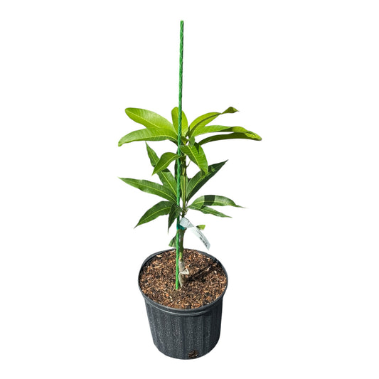 Guatemala Mango Tree Grafted