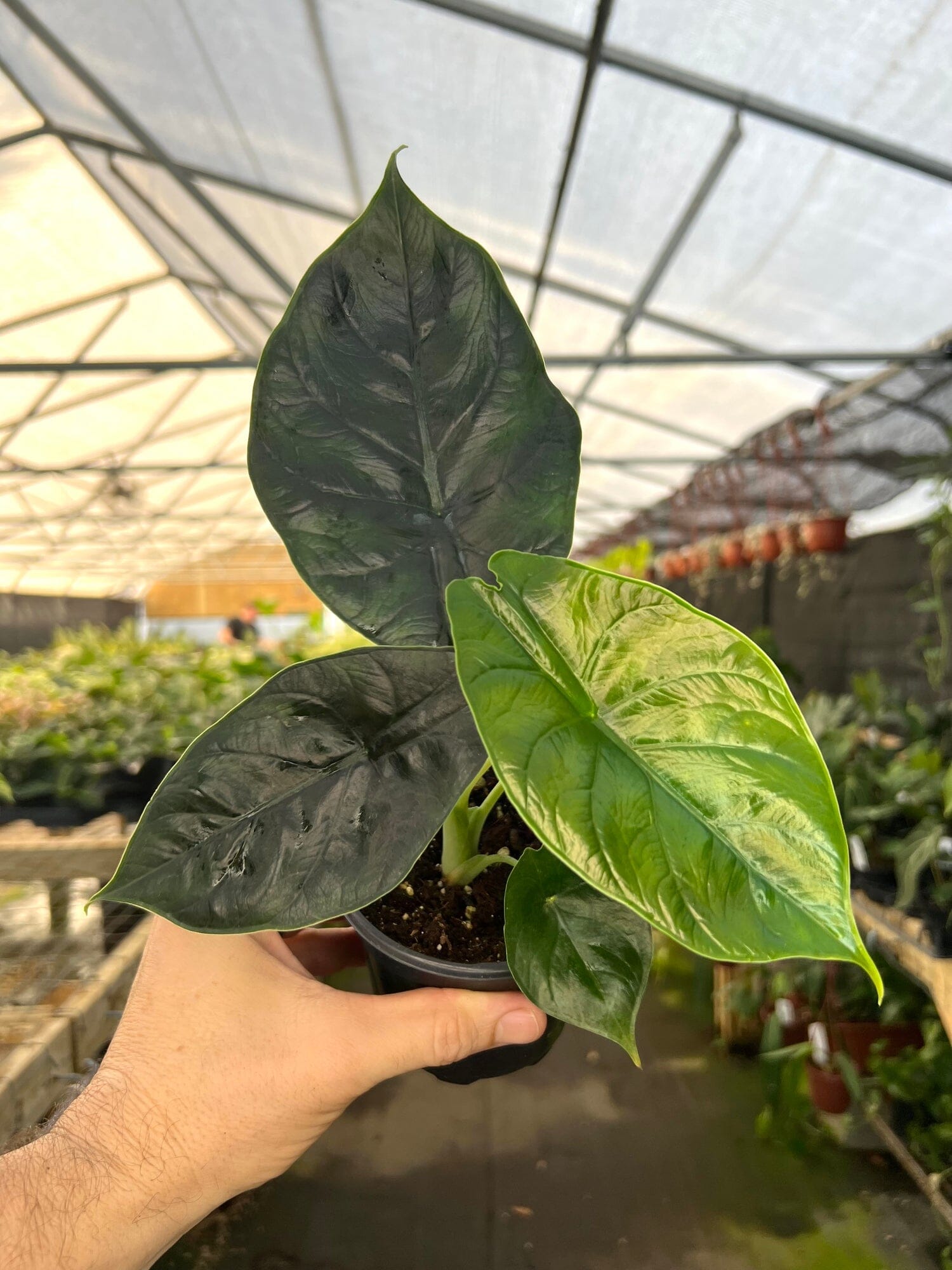 Alocasia Green Unicorn Tropical Houseplant in 4" Container Everglades Farm 