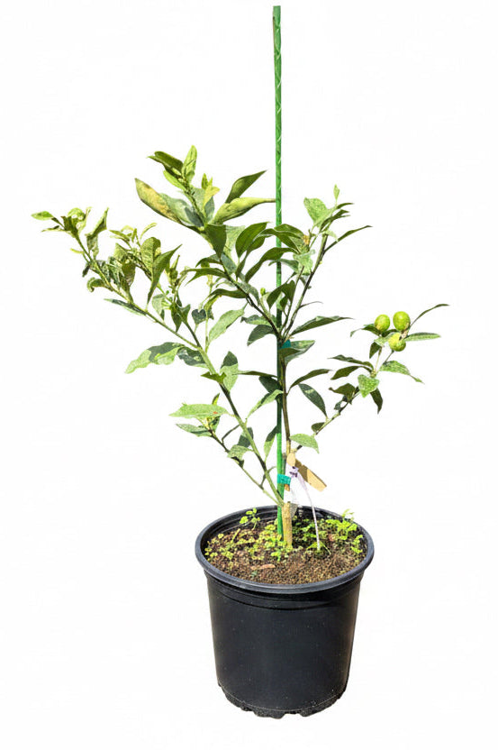 Meiwa Kumquat Dwarf Citrus Tree Grafted