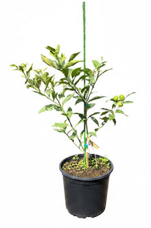 Meiwa Kumquat Dwarf Citrus Tree Grafted