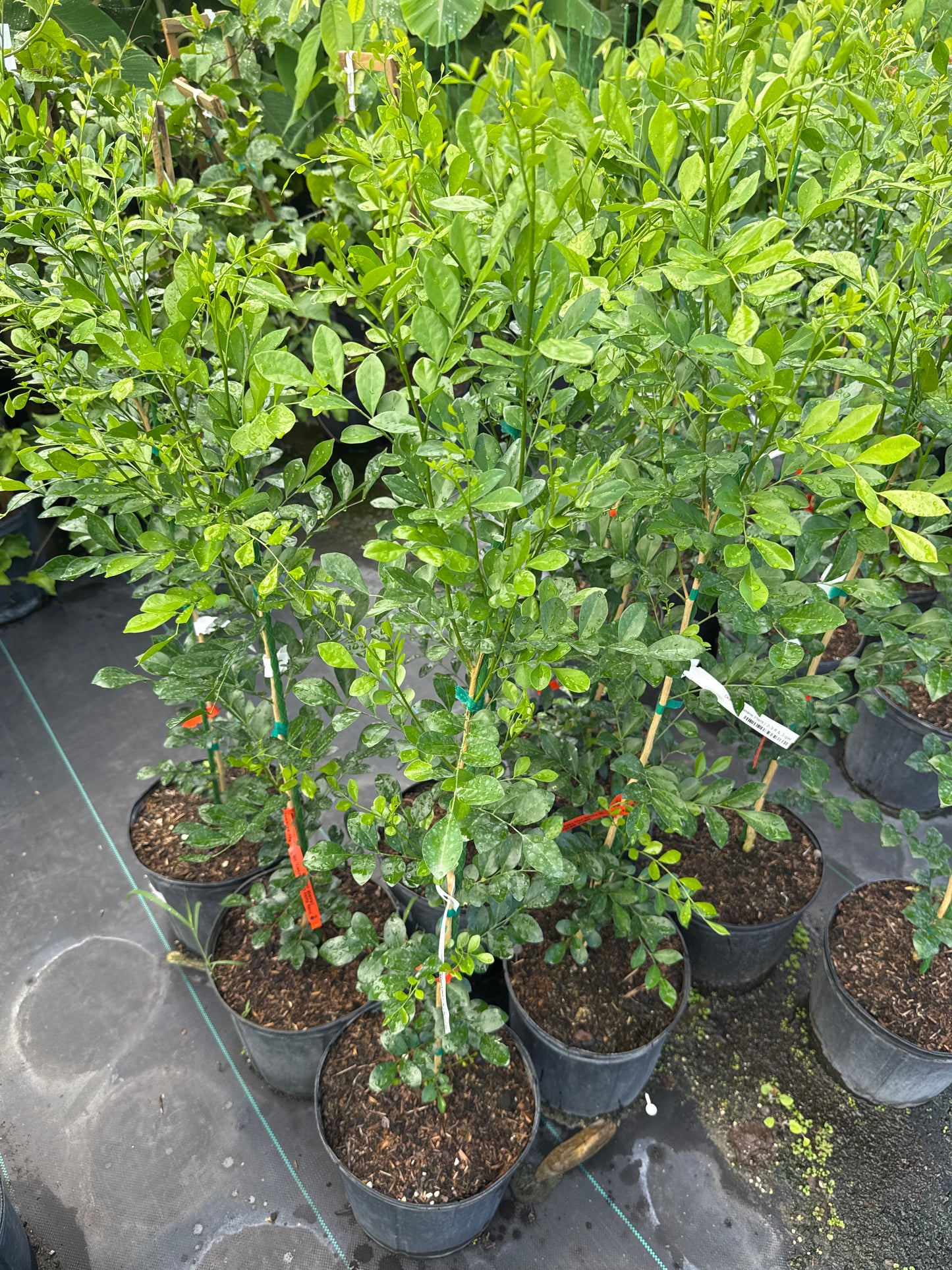 Orange Jasmine Plant – Murraya paniculata | Fragrant Tropical Hedge Shrub