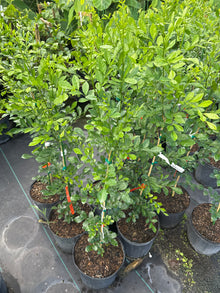 Orange Jasmine Plant – Murraya paniculata | Fragrant Tropical Hedge Shrub