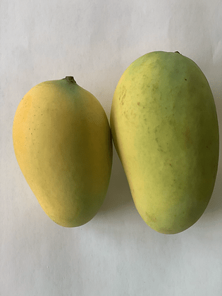 Sindhri Mango Grafted Tree - Premium Quality for Your Garden Everglades Farm 