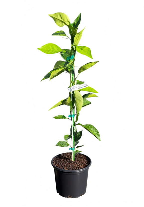 Moro Blood Orange Dwarf Tree Grafted – Everglades Farm