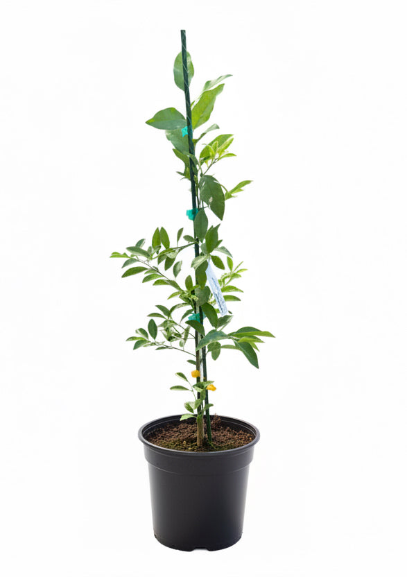 Lakeland Limequat Grafted Fruit Tree