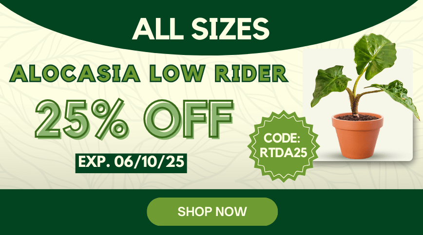 Promotional banner