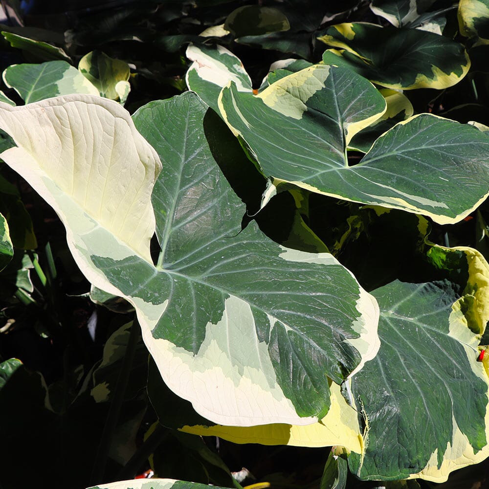 Mickey Mouse Alocasia (Alocasia Xanthosoma Variegata) 130-Casey's Corner Nursery