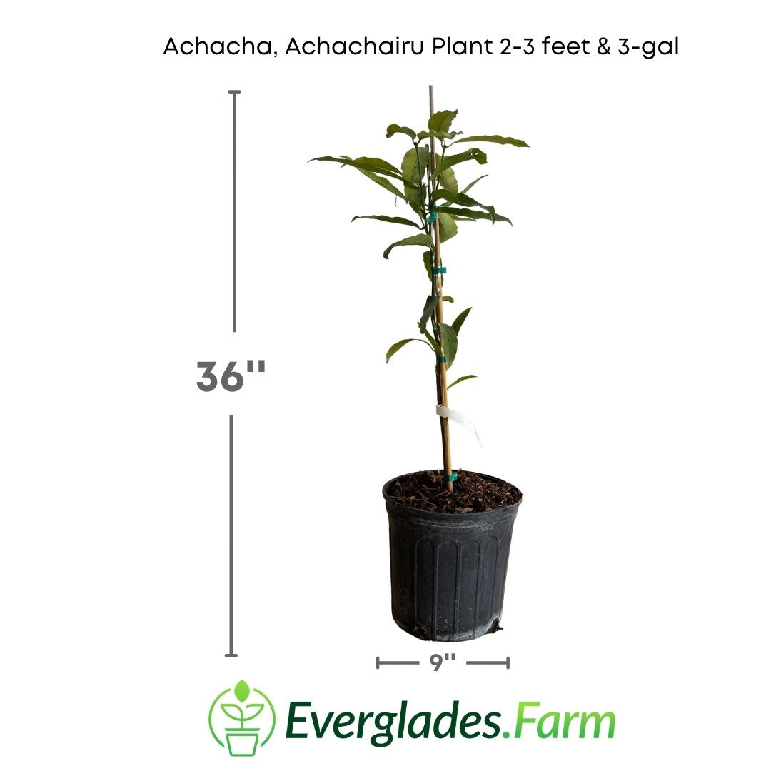 The Achachairu plant, native to the Amazon, is more than just a fruit bush. Its fruits, known as achachas, are small spheres of exquisite flavor and intoxicating aroma. With its glossy leaves and elegant shape, the Achacha plant not only adorns the landscape but also delights the senses with its tropical sweetness.