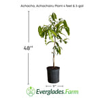 Achacha, Achachairu Plant 103-Pine Island Nursery 4 feet & 3-gal 