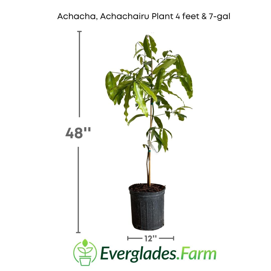 Achacha, Achachairu Plant 103-Pine Island Nursery 4 feet & 7-gal 