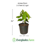 Ackee Tree Fruit Trees 103-Pine Island Nursery 2-3 feet & 3-gal