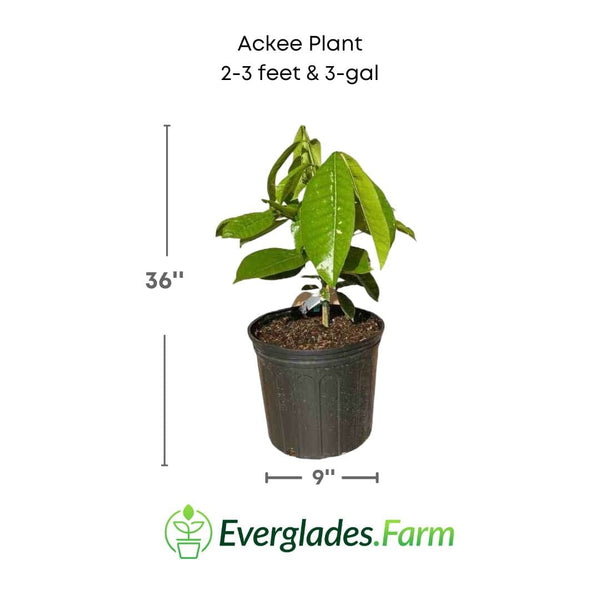 Ackee Tree - Buy Tropical Fruit Trees – Everglades Farm