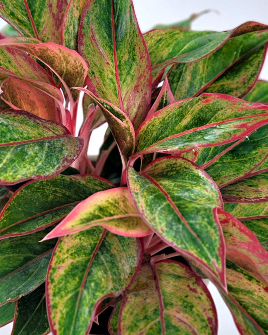 Aglaonema Siam Aurora Chinese Plant Everglades Farm