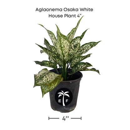 Aglaonema Osaka White houseplant in a 4 inch container