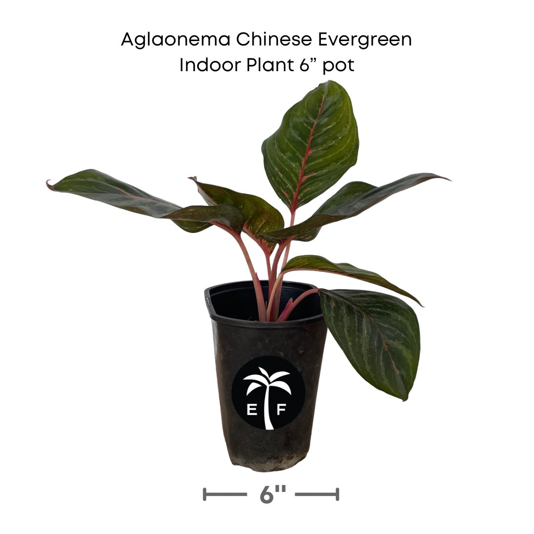 Aglaonema Siam Aurora Chinese Evergreen indoor plant in a 6 inch container