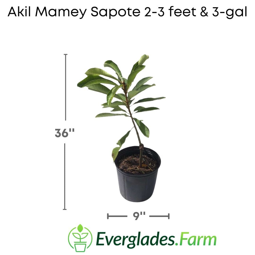 Akil Mamey Sapote Tree, Grafted 112-Lara Farm 2-3 feet & 3-gal 