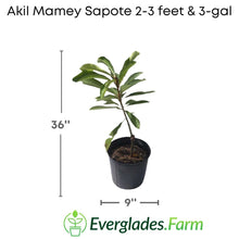 Akil Mamey Sapote Tree, Grafted 112-Lara Farm 2-3 feet & 3-gal 