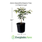 Alano Sapodilla Nispero Tree, Air Layered Fruit Trees 103-Pine Island Nursery 2-3 feet & 3-gal 