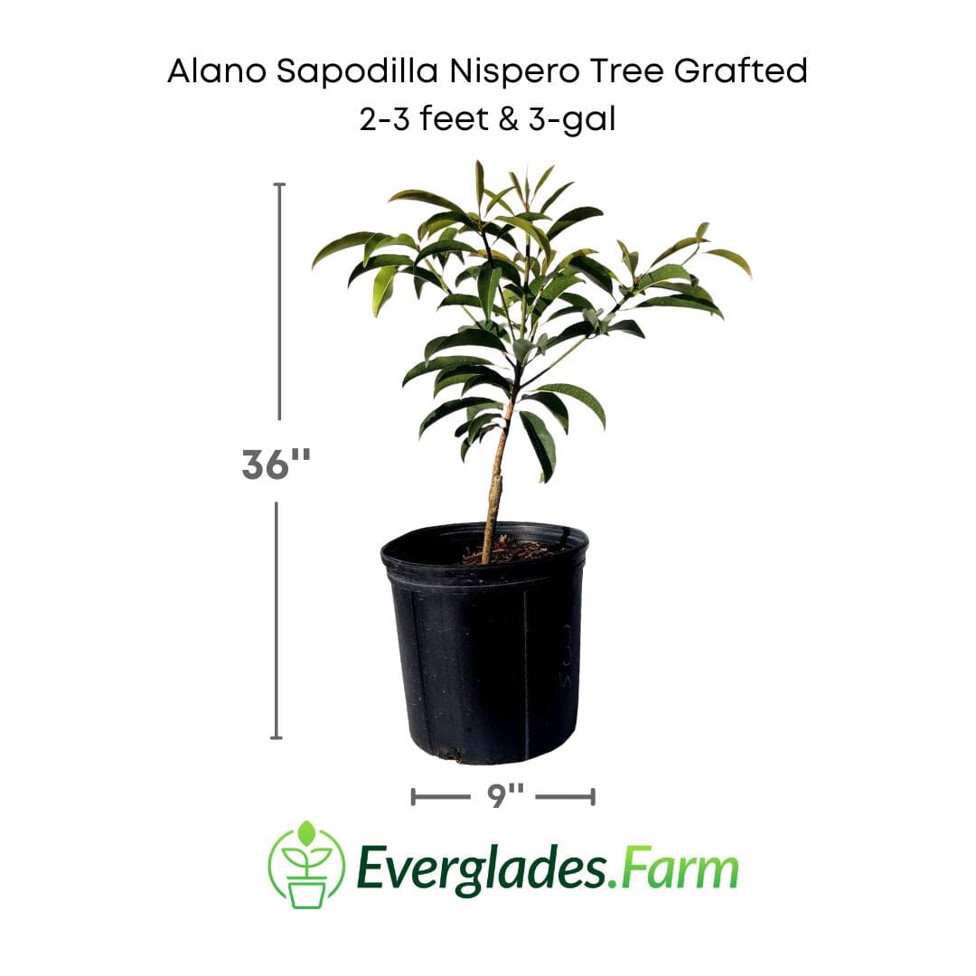Alano Sapodilla Nispero Tree Grafted Fruit Trees 100-Carlos Tropical Fruits 2-3 feet & 3-gal