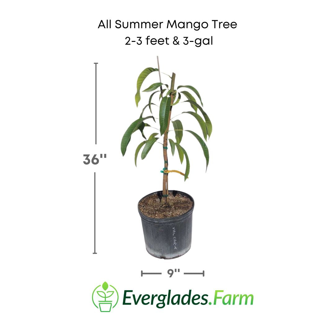 all summer mango 3 feet in pot