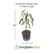 All Summer or Marlys Mango Tree, Grafted 110-Guacalina Nursery & Broker 12-18 inches & 1-gal 