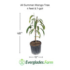 All Summer or Marlys Mango Tree, Grafted 110-Guacalina Nursery & Broker 4 feet & 7-gal 