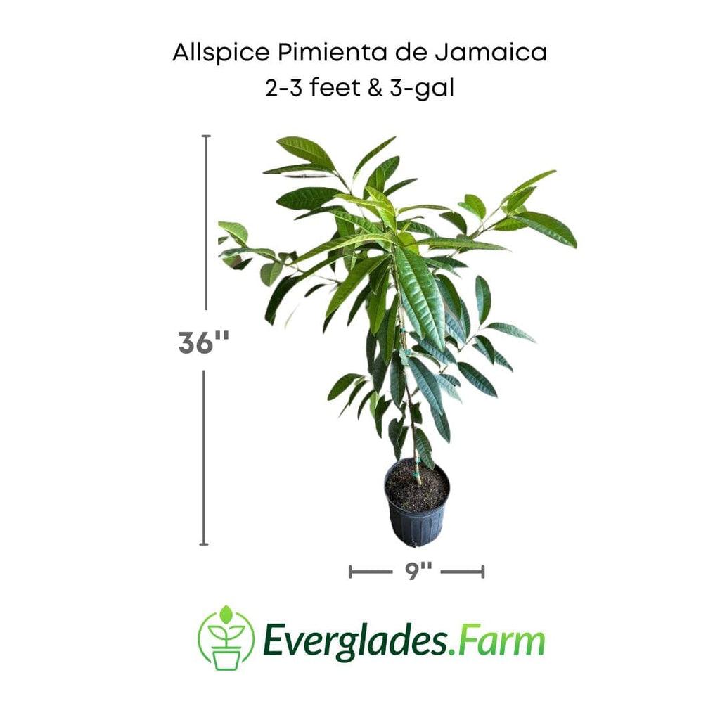 Allspice Pimienta de Jamaica Tree 103-Pine Island Nursery 2-3 feet & 3-gal