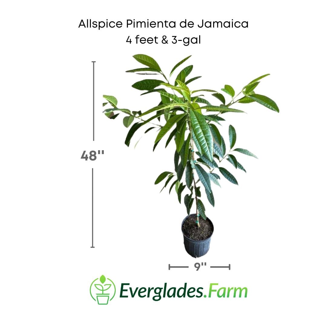 Allspice Pimienta de Jamaica Tree 103-Pine Island Nursery 4 feet & 3-gal