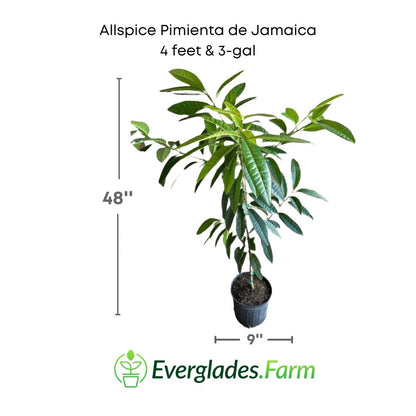 allspice pimienta tree 4 feet and 3 gallon