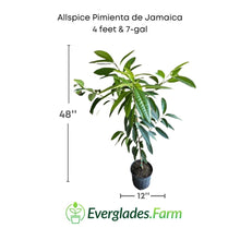 Allspice Pimienta de Jamaica Tree 103-Pine Island Nursery 4 feet & 7-gal